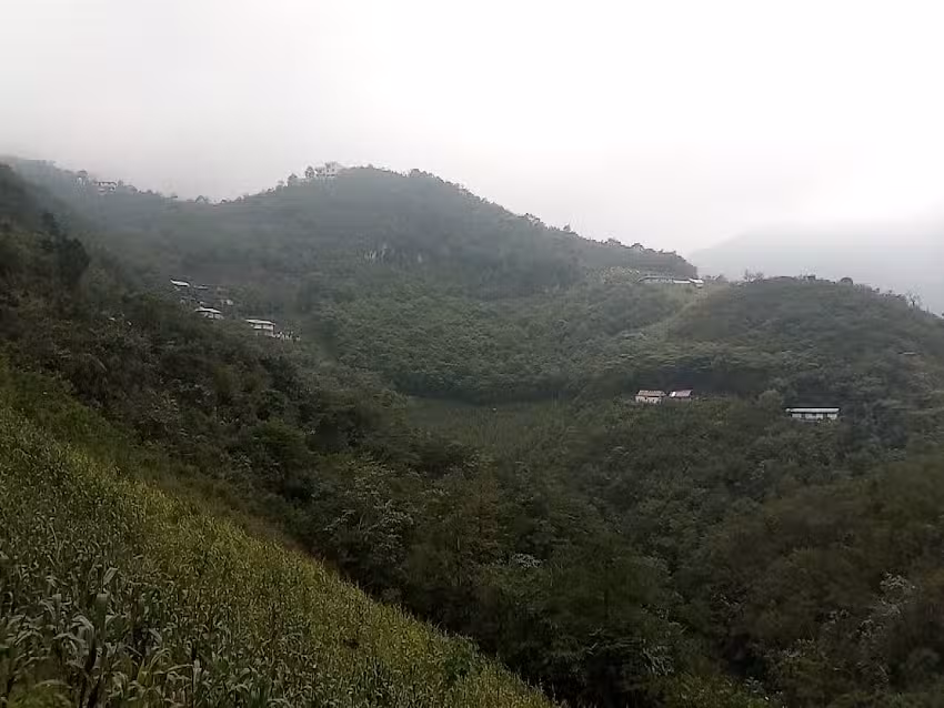 Agua de Hierba Santa