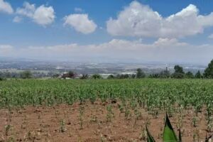 Capilla De Rosa De Castilla
