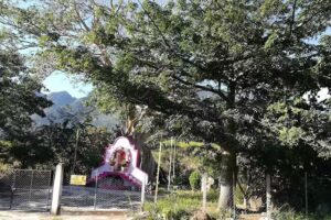 Capilla del amate amarillo &rdquo; virgen de guadalupe&rdquo;