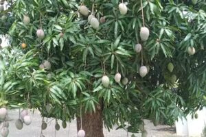 Capilla Localidad San Martin