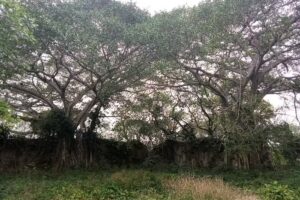 Capilla Miguel Agust&iacute;n Pro La Tinaja