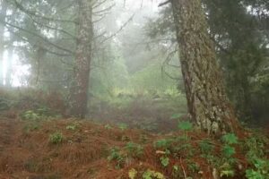 Capilla San Isidro Labrador, Ca&ntilde;ada Guich&aacute;, Zoquitl&aacute;n, Oaxaca