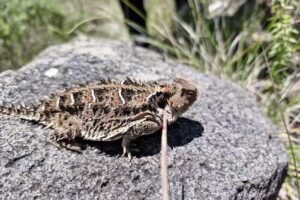 Capilla Santa Cruz de Agua Limpia