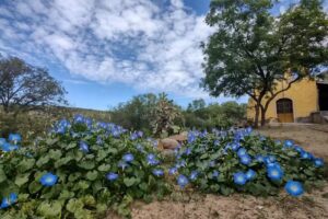 Capilla Se&ntilde;or del cardonal