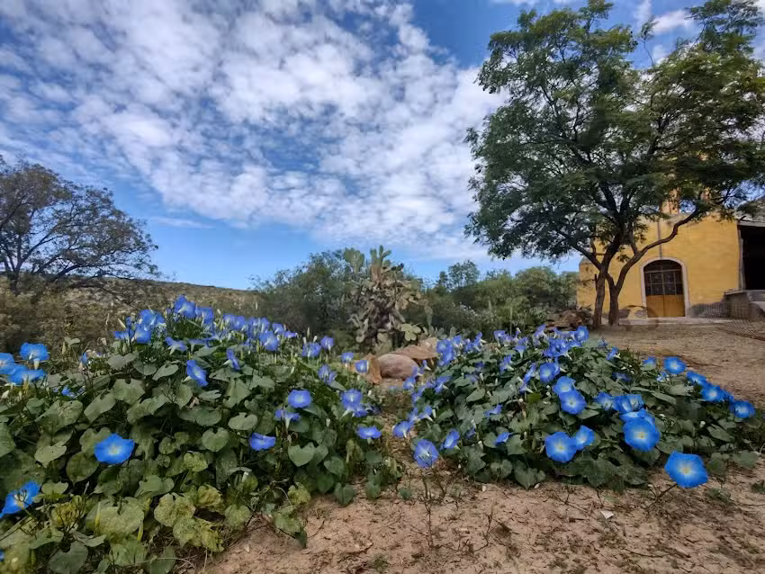 Capilla Se&ntilde;or del cardonal