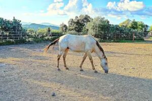 Col.Guadalupe Victoria