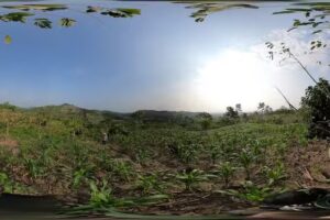 El ciruelo espinal ver