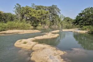 El tinto balancan tabasco