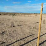 Estrella de Bel&eacute;n