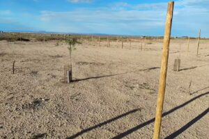 Estrella de Bel&eacute;n