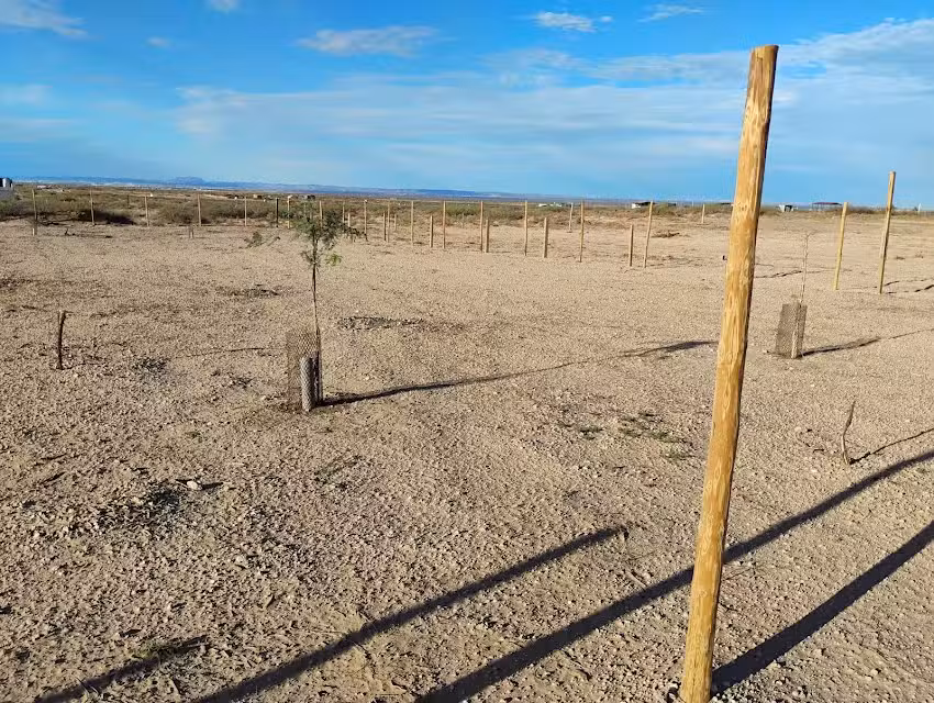 Estrella de Bel&eacute;n