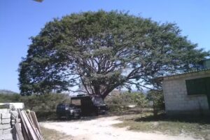 Evolution Church Vallarta