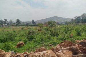 Fraccionamiento Betania LLDM