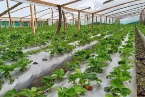 Iglesia adventista del s&eacute;ptimo d&iacute;a 2