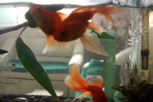 Iglesia Adventista del S&eacute;ptimo D&iacute;a