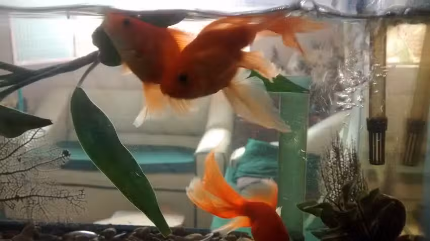 Iglesia Adventista del S&eacute;ptimo D&iacute;a