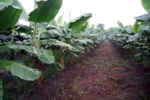 IGLESIA ADVENTISTA DEL S&Eacute;PTIMO D&Iacute;A &ldquo;DORADO DE VILLA&rdquo;