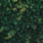 Iglesia Bautista Nueva Jerusalen