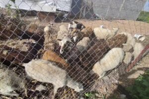 IGLESIA COL. SOLEDAD