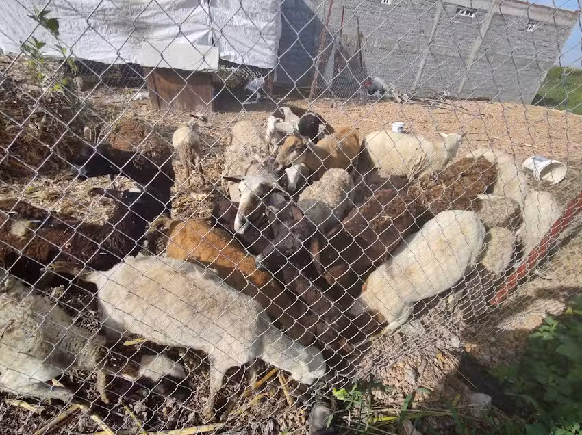 IGLESIA COL. SOLEDAD