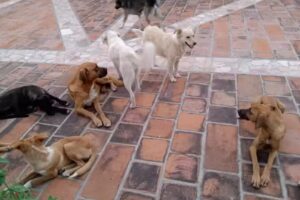 Iglesia Cuernavaquita