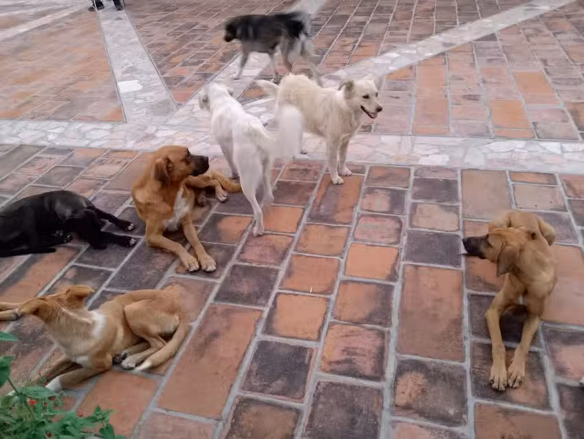 Iglesia Cuernavaquita