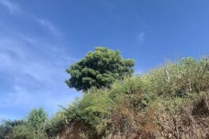 Iglesia de El Calvario