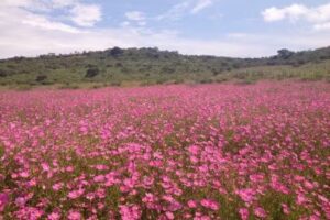 Iglesia De La Virgen De La Salud De Santa rosa Y santa Gertrudis