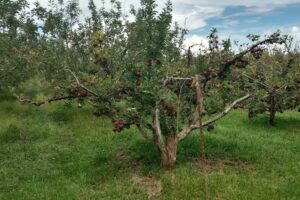Iglesia en Cd. Cuauht&eacute;moc