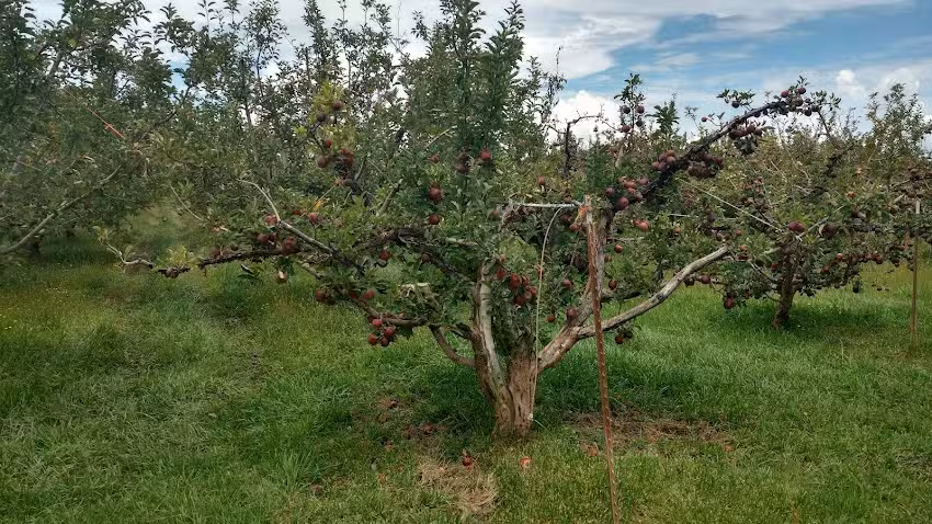 Iglesia en Cd. Cuauht&eacute;moc