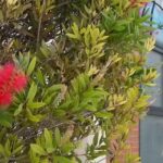 Iglesia Presbiteriana &ldquo;El Divino Salvador&rdquo;