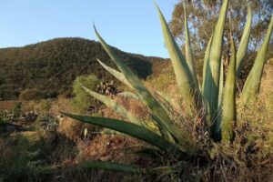 Iglesia San Jose Los Reyes