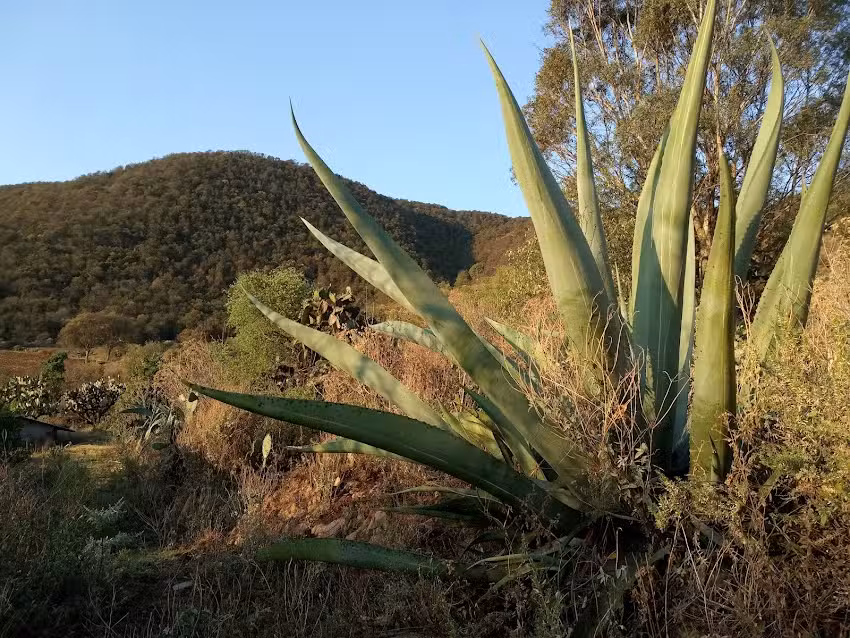 Iglesia San Jose Los Reyes