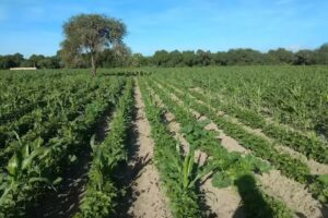 Iglesia virgen de la paz, Santa fe