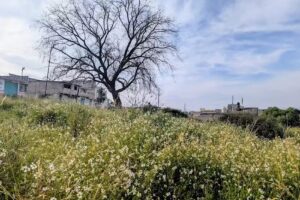 👑 La Aldea – Rehabilitación de Mujeres 👑