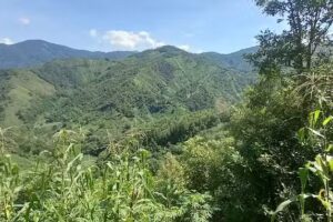 La Palma Nuevo Paraiso