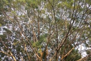 Pastoral Profetica Diocesis de Cuernavaca