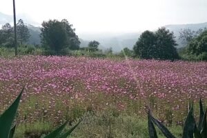 Pedernales Libres Puebla