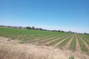 POTRERO DE OJUELOS FRESNILLO ZACATECAS