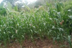 Ruinas de la iglesia de San Pedro