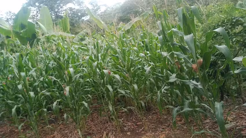 Ruinas de la iglesia de San Pedro