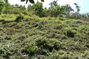 Sal&oacute;n del Reino de los Testigos de Jehov&aacute;