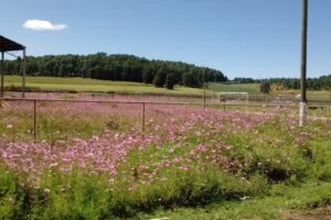 Sal&oacute;n del Reino de los Testigos de Jehov&aacute;
