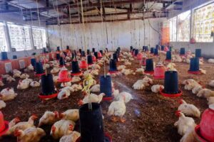 San Antonio chiquinivaltic