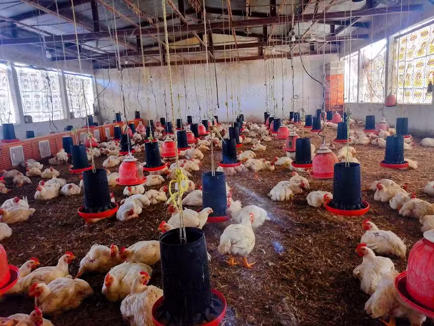 San Antonio chiquinivaltic