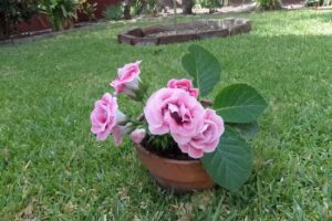 Siervas de Mar&iacute;a, Ministras de los Enfermos