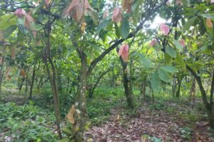 Templo Lirio De Los Valles