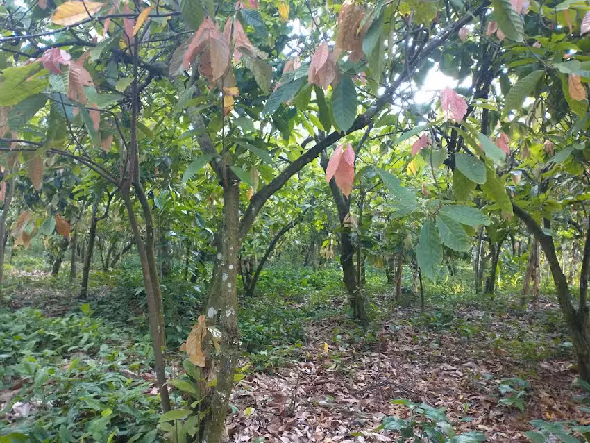 Templo Lirio De Los Valles