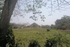 Zacate Colorado 2&deg;